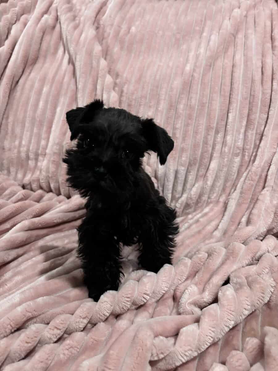 Mini Schnauzer image 4