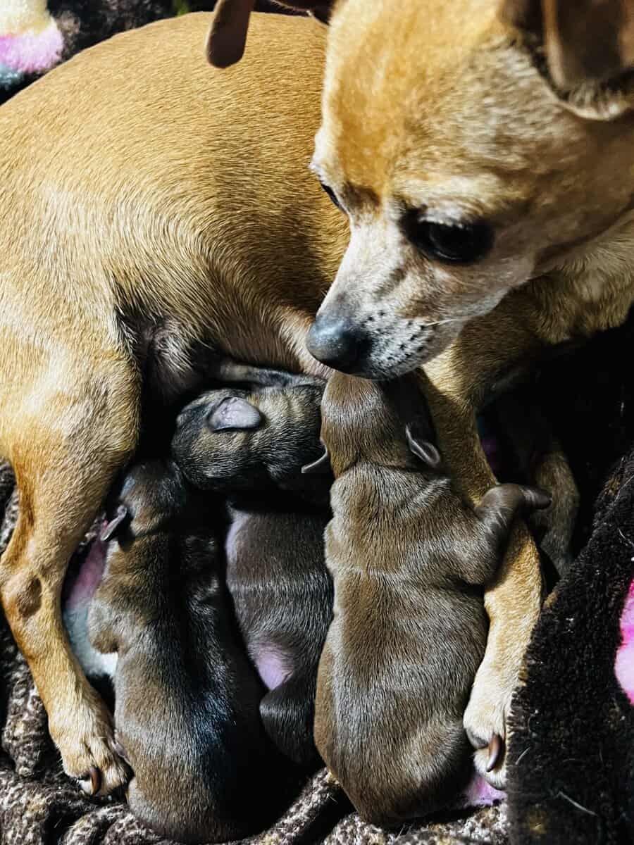 Chihuahuas image 14