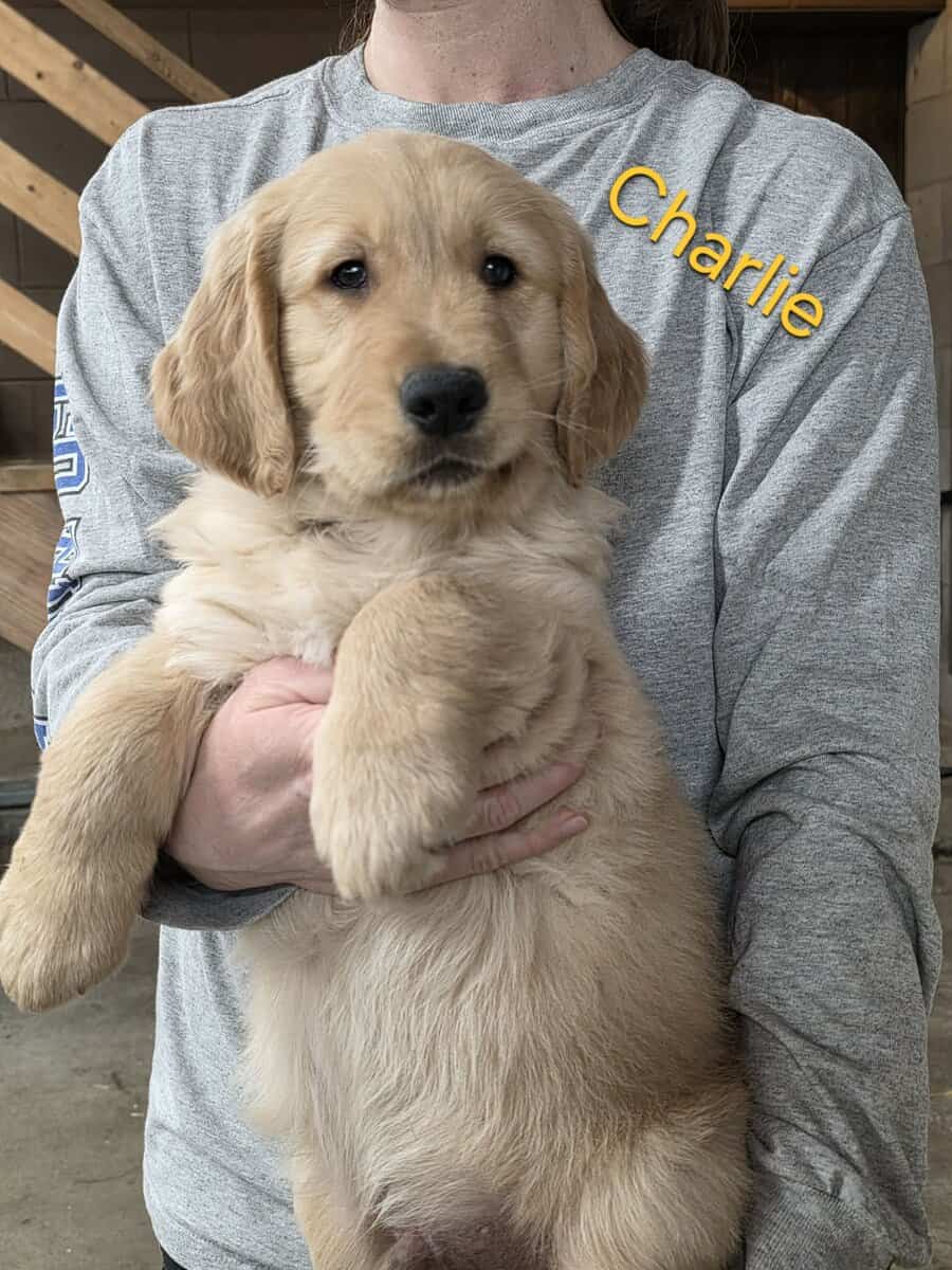 AKC Golden Retriever Puppies image 3