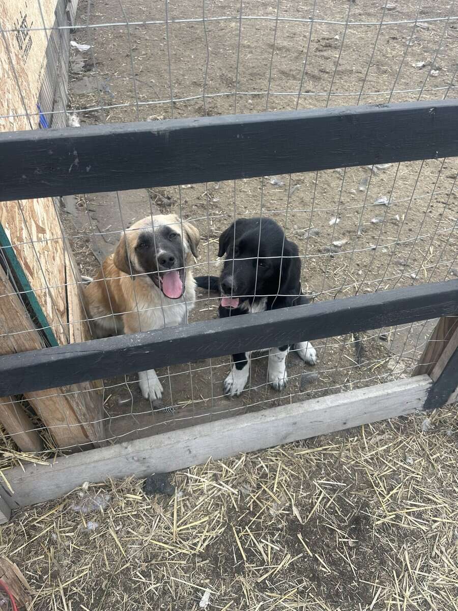 Great Pyrenees and Lab mix image 2