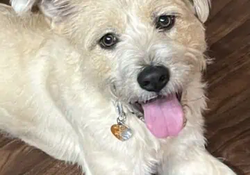 Needs a home Norfolk terrier mix “Marcie”
