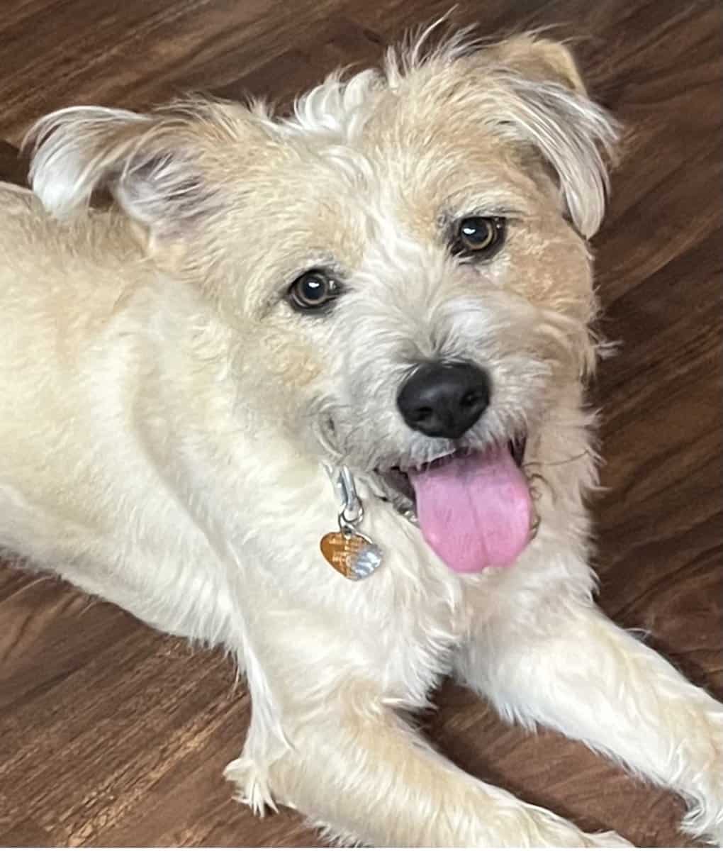 Needs a home Norfolk terrier mix “Marcie” image 1