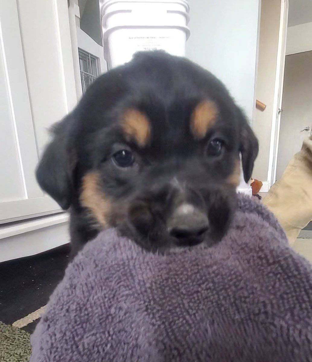 Puppies! image 9