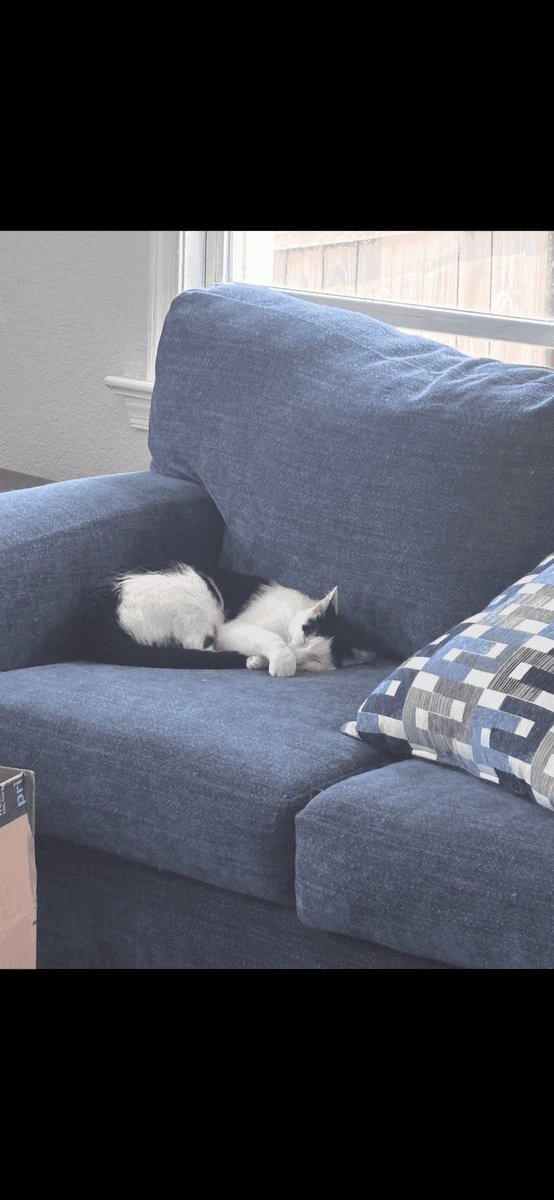 American Shorthair Cat image 2