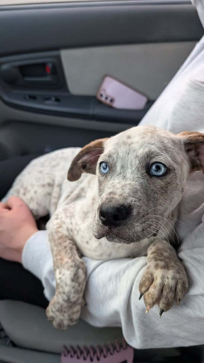 Pitbull mixed breed image 3