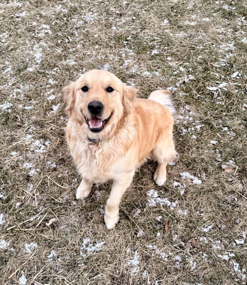 Golden Retriever Adoption image 1