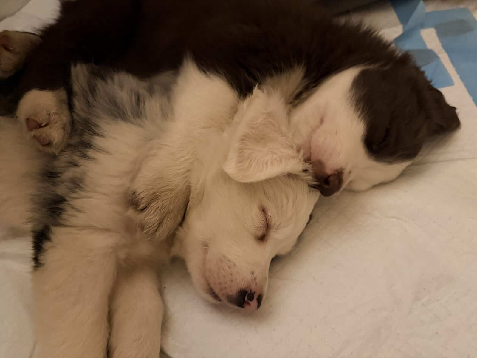 Border Collie Pups - READY NOW! image 6