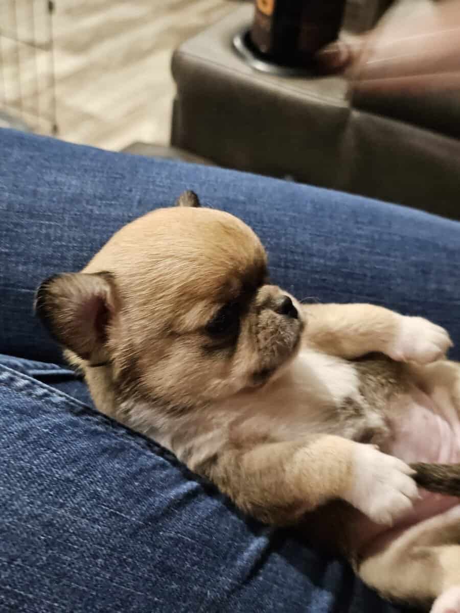Babydoll face apple head Chihuahuas image 4