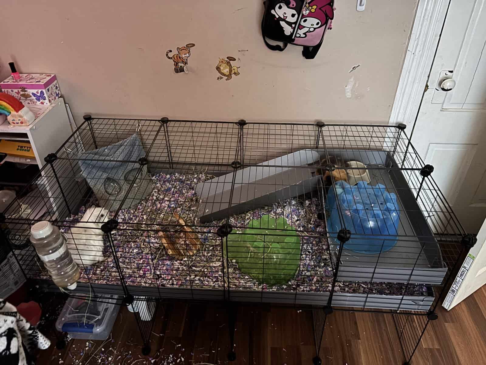 Male guinea pigs! image 5