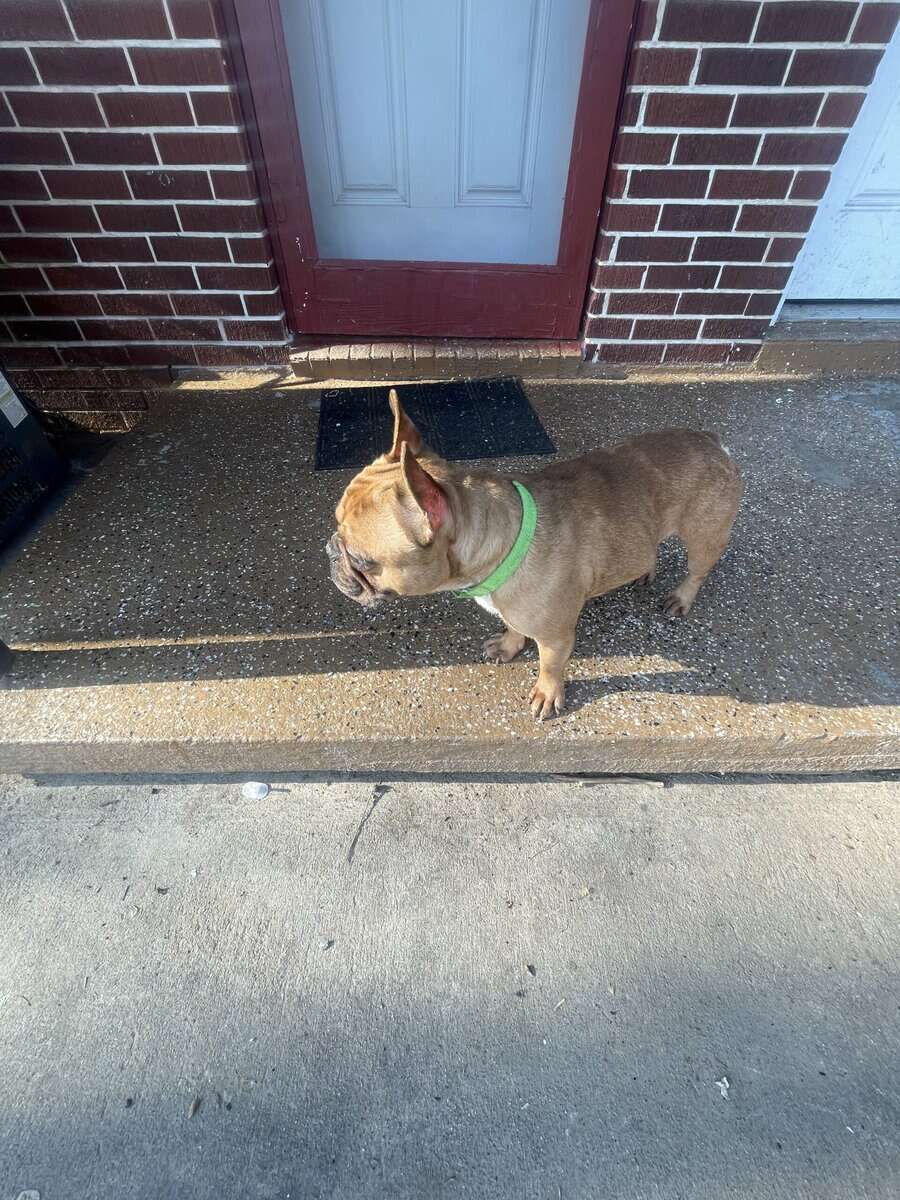 Frenchie for sale image 1