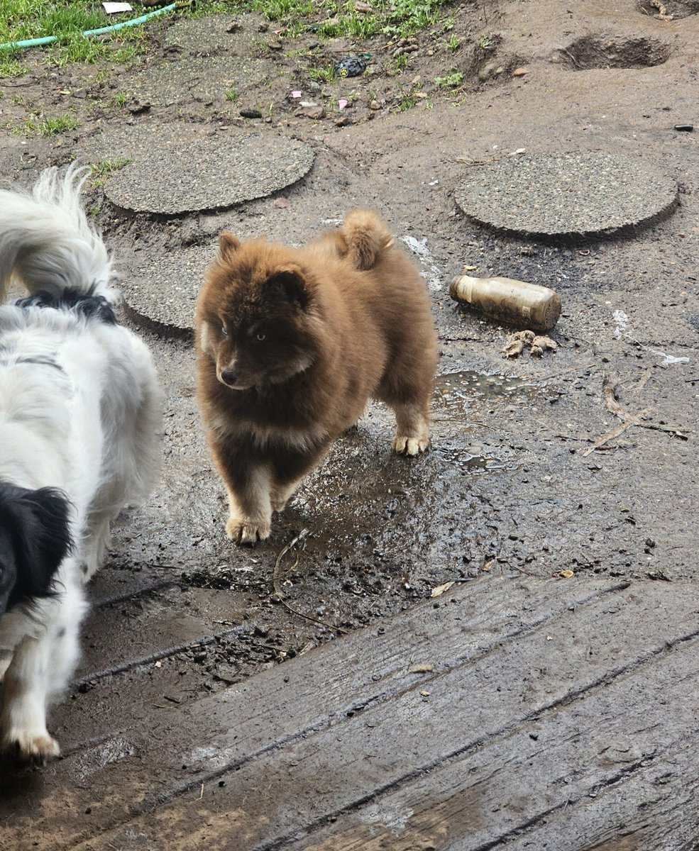 Alaskan Nanuk Puppies image 2