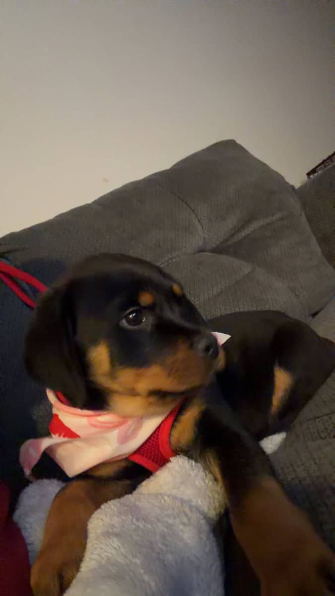 AKC Certified Pedigree Rottweiller image 2