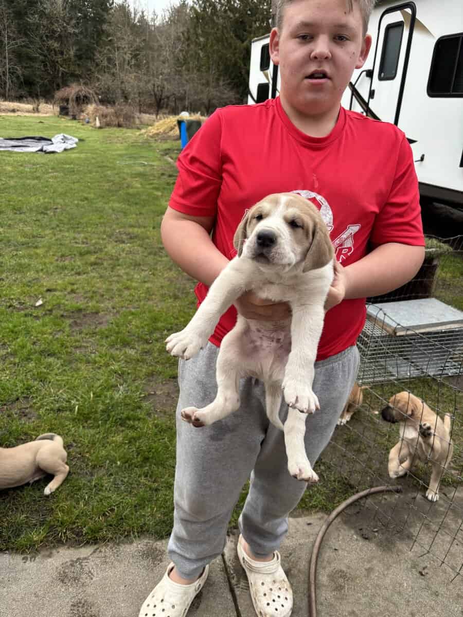 Puppies (large breed) image 4