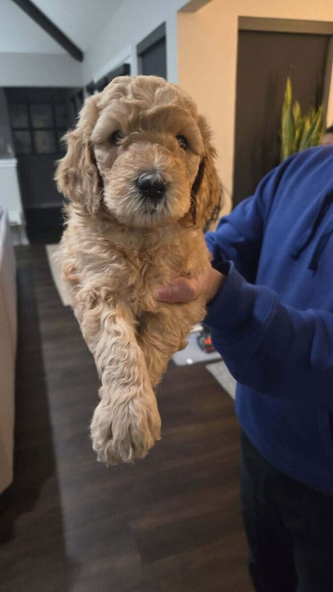 Goldendoodle pups image 1