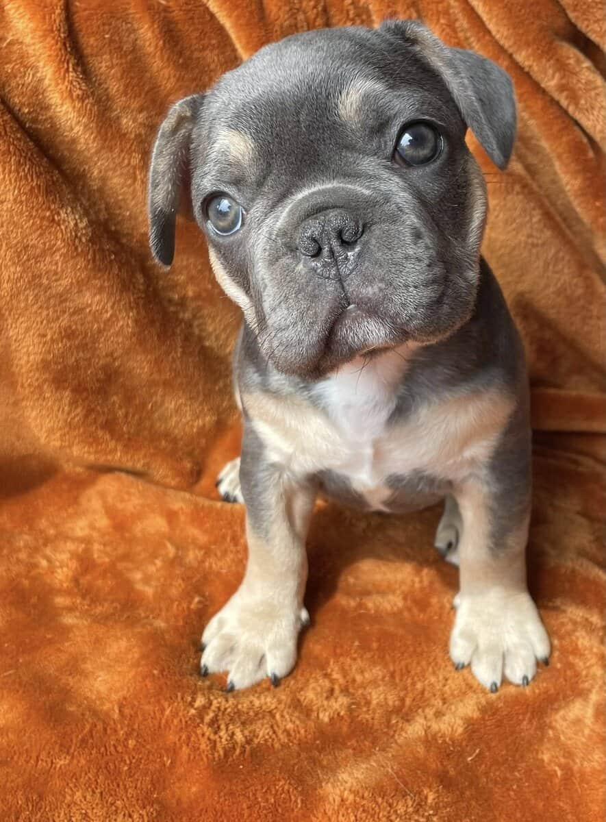 FRENCH BULLDOG EXPECTING IN MARCH image 4