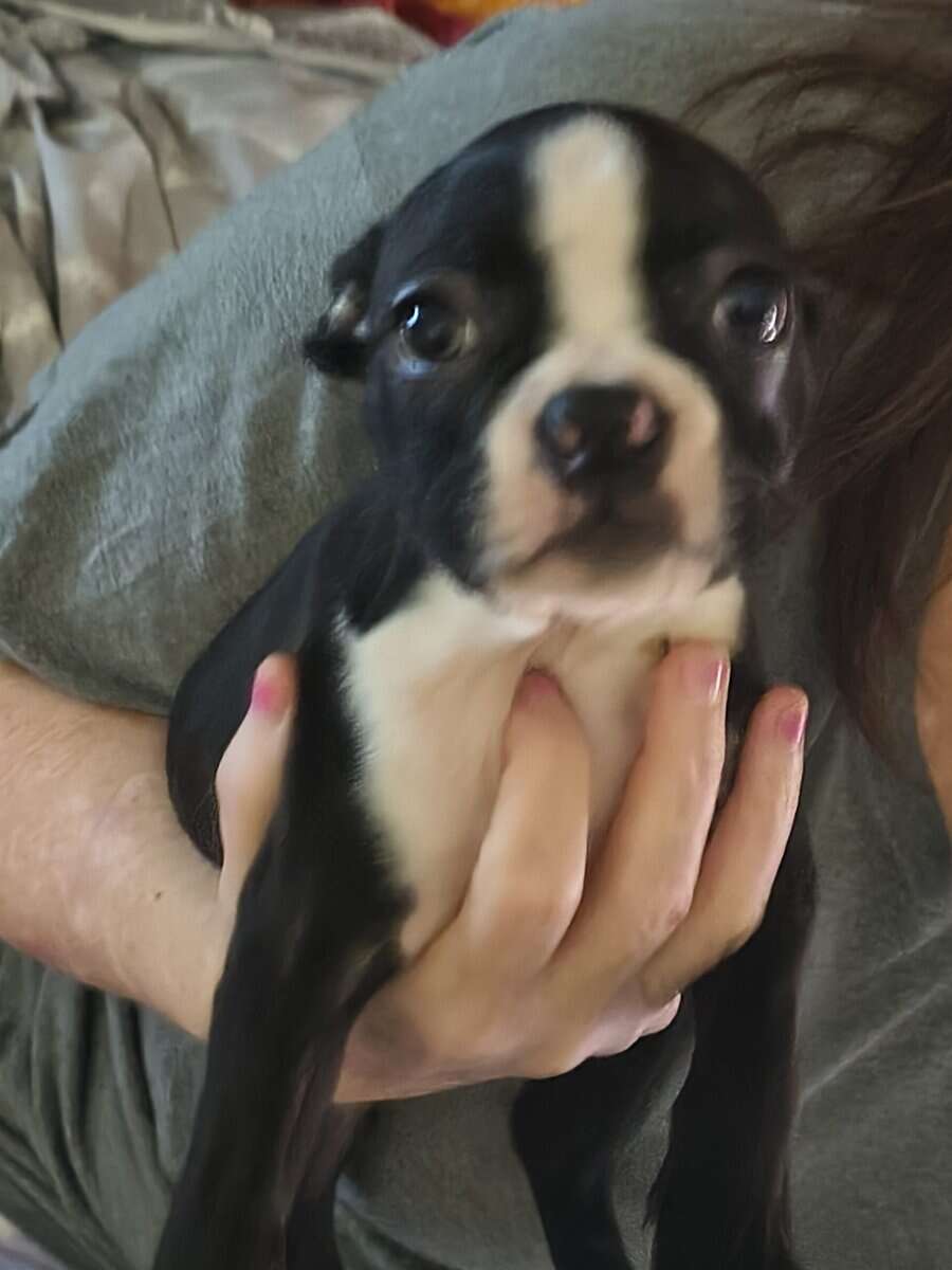 Boston terrier image 1