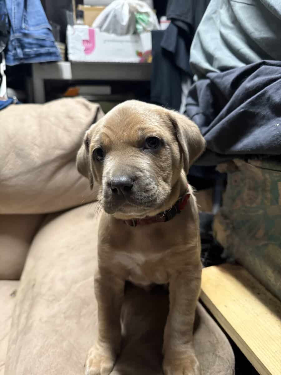 I have four boy and one girl of super cool puppies image 2