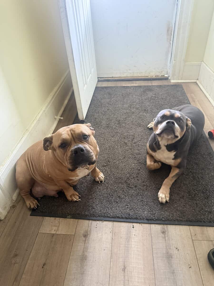 American bully puppies coming soon image 1