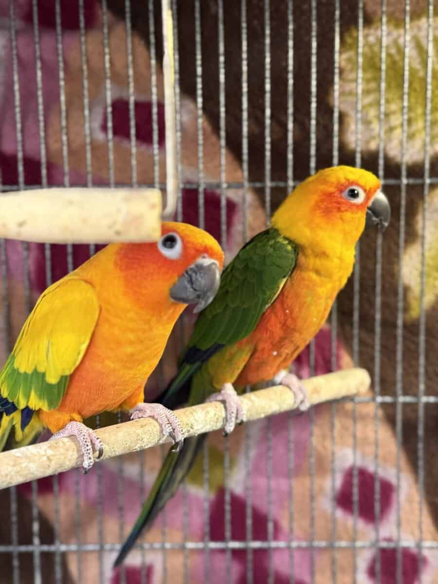 Caique , Eclectus And Sun Conures image 7