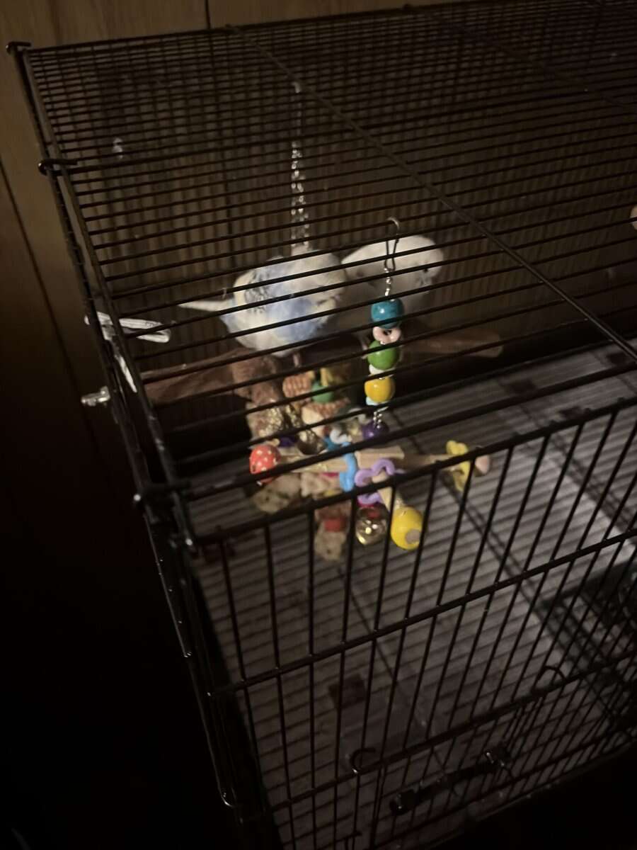 Parakeets image 1