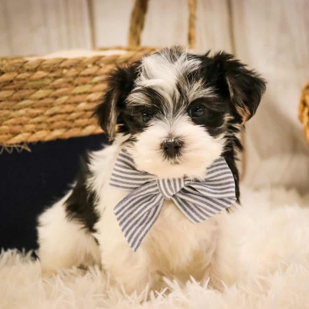 Loving puppies image 4