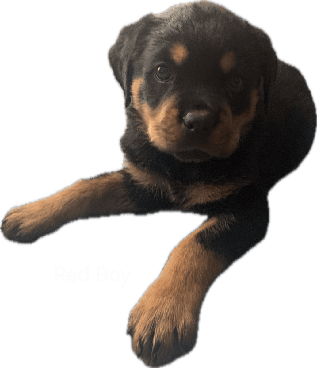 A.k.c Rottweiler image 2