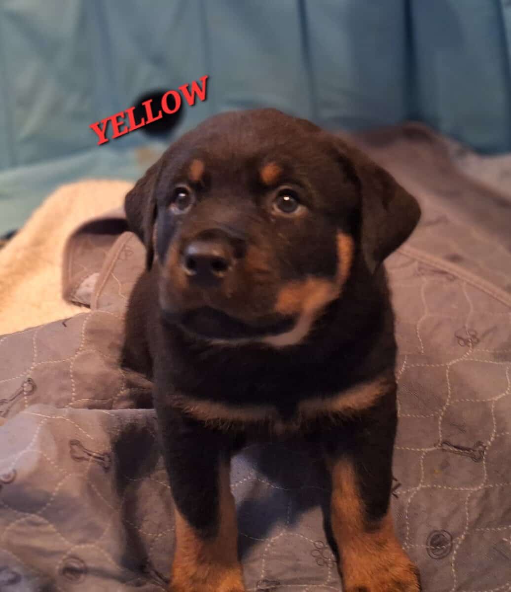 Registered Rottweiler puppies image 8