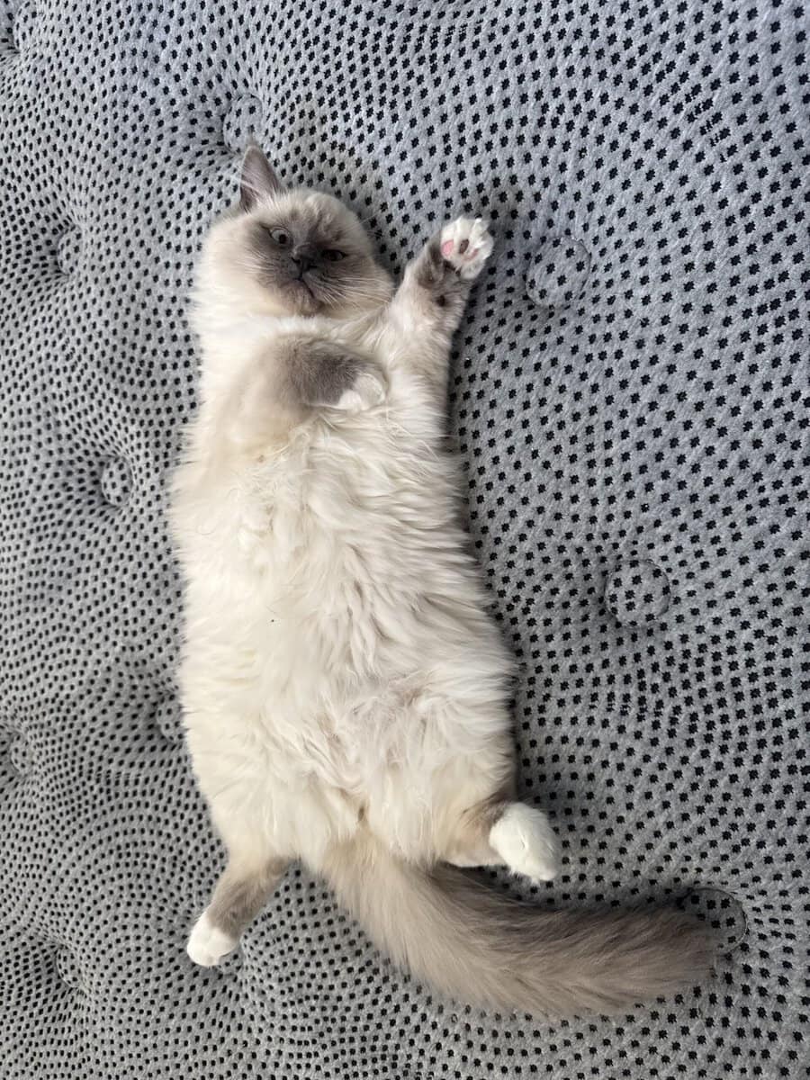 Purebred Ragdoll Cats for Sale – Kitten ($700) & A image 2