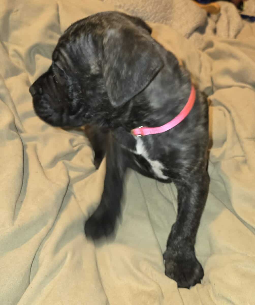 Presa Canario Cane Corso mix 8 weeks old image 12
