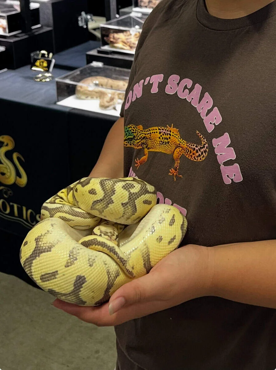 Ball Python and accessories | PetClassifieds.com - petclassifieds