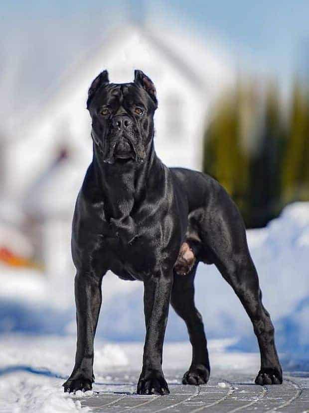 Cane Corso Pup image 2