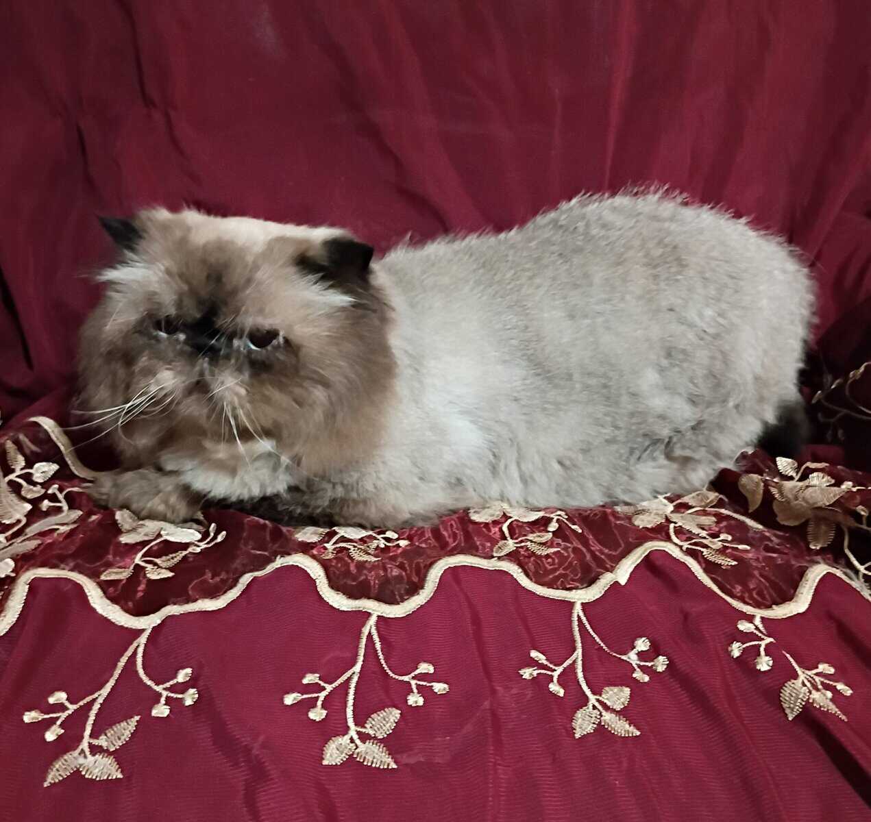 Persian cat image 2