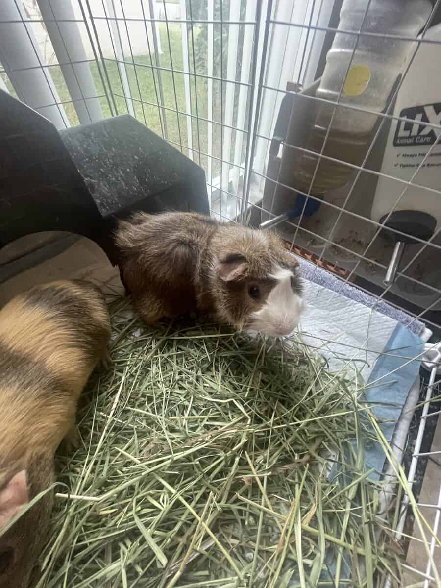 2 Male Guinea Pigs image 3