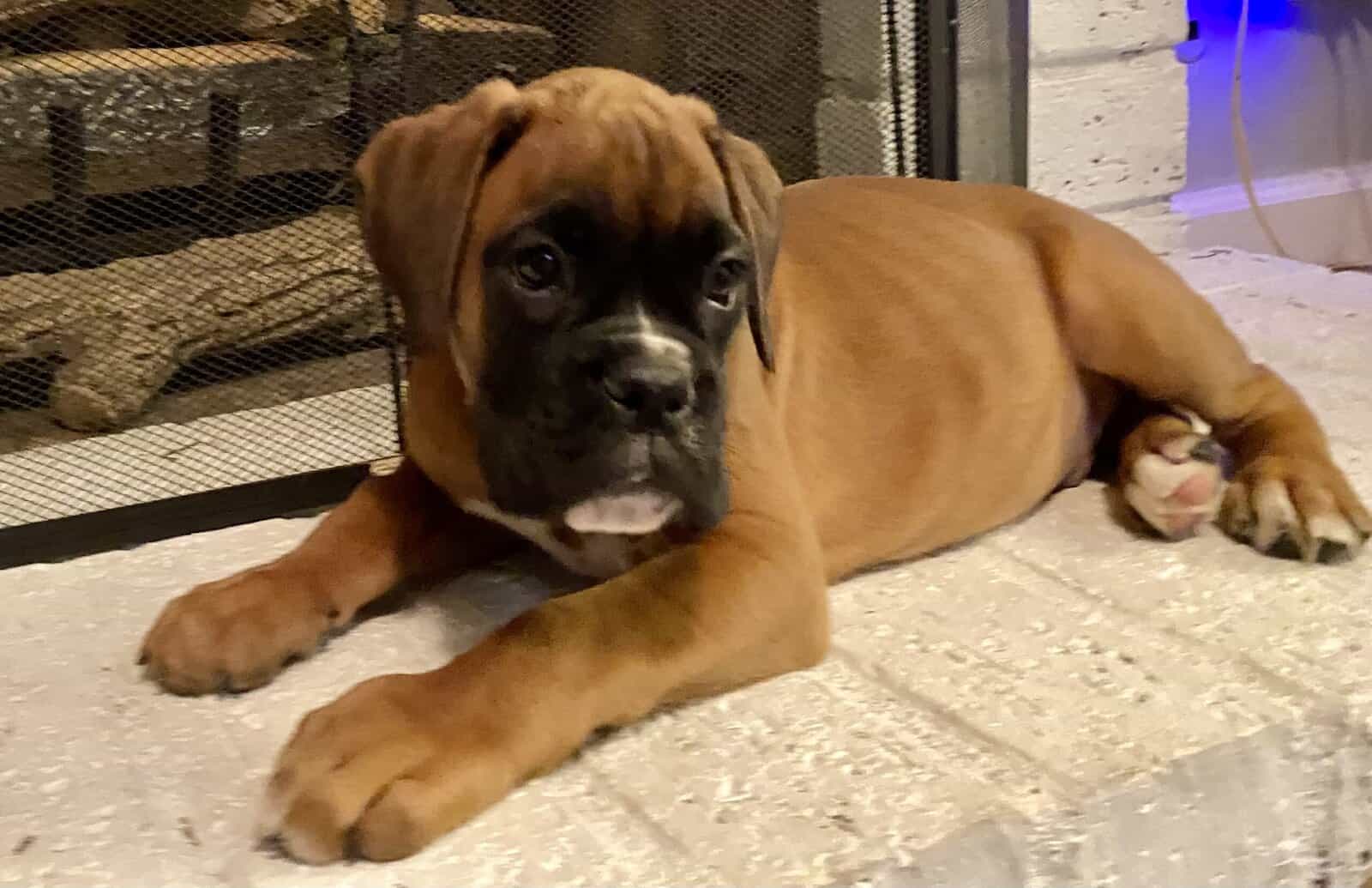 AKC BOXER PUPPY image 3