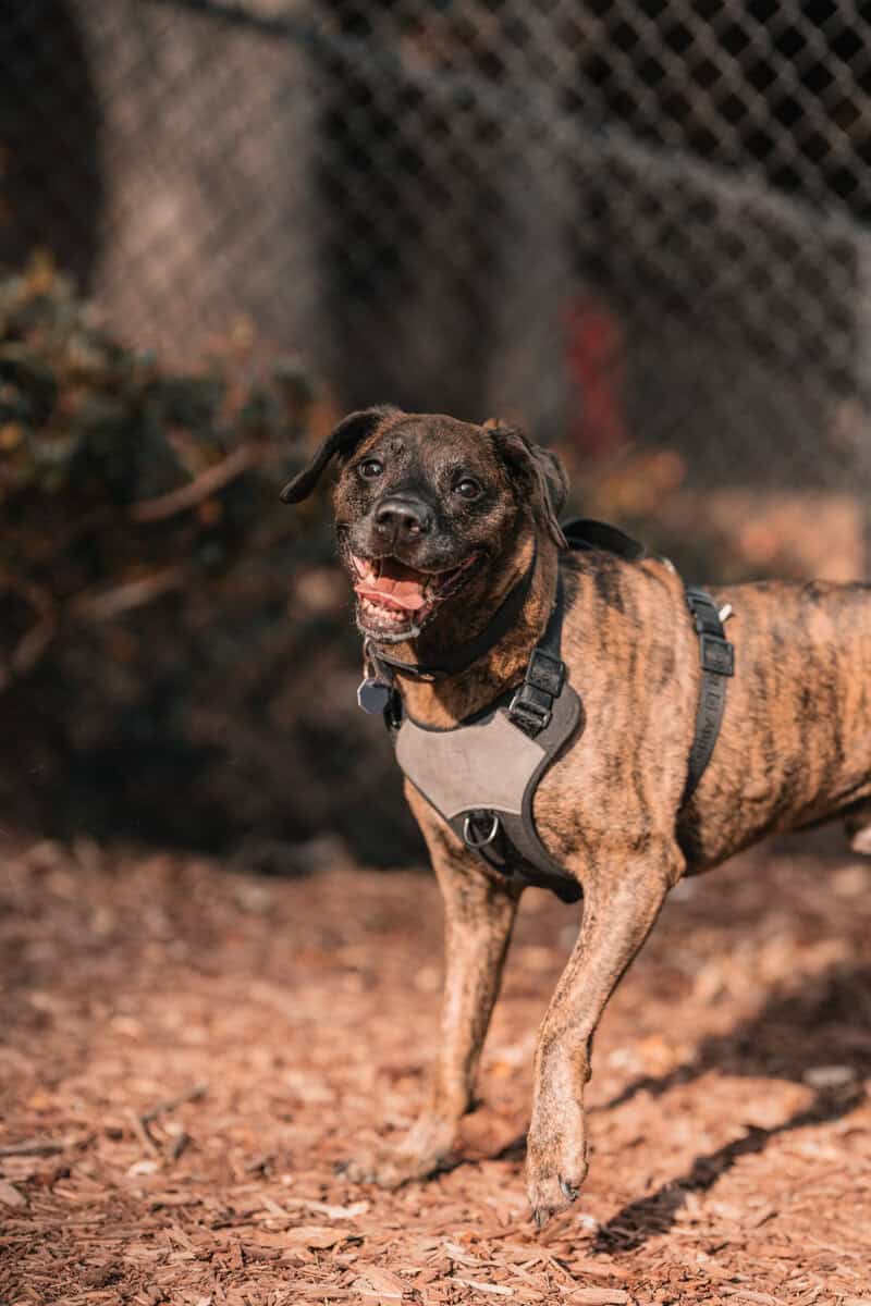 Kofi Needs a Home image 3