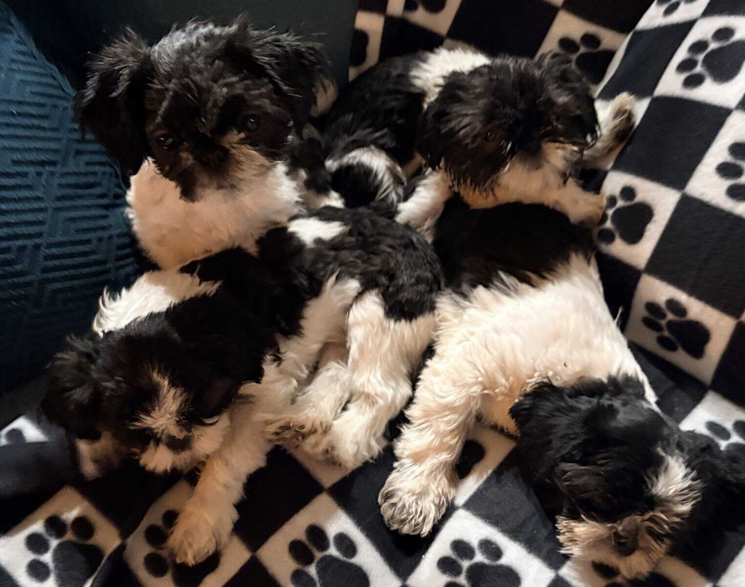 Puppies Ready for Furever Blessings image 1