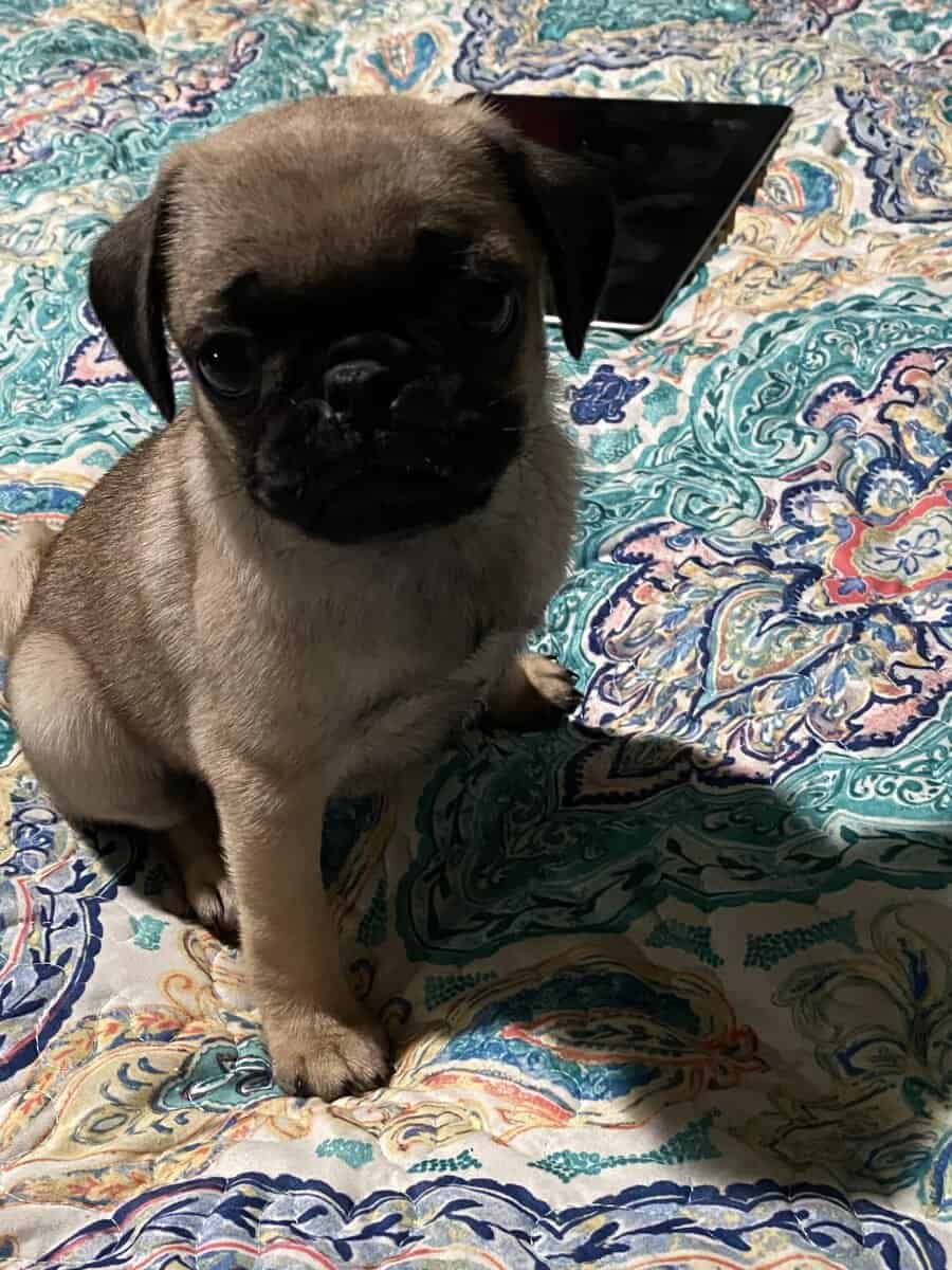 Female pug image 5