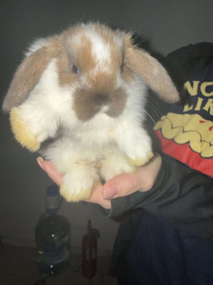 Dwarf Lop Bunnies image 4