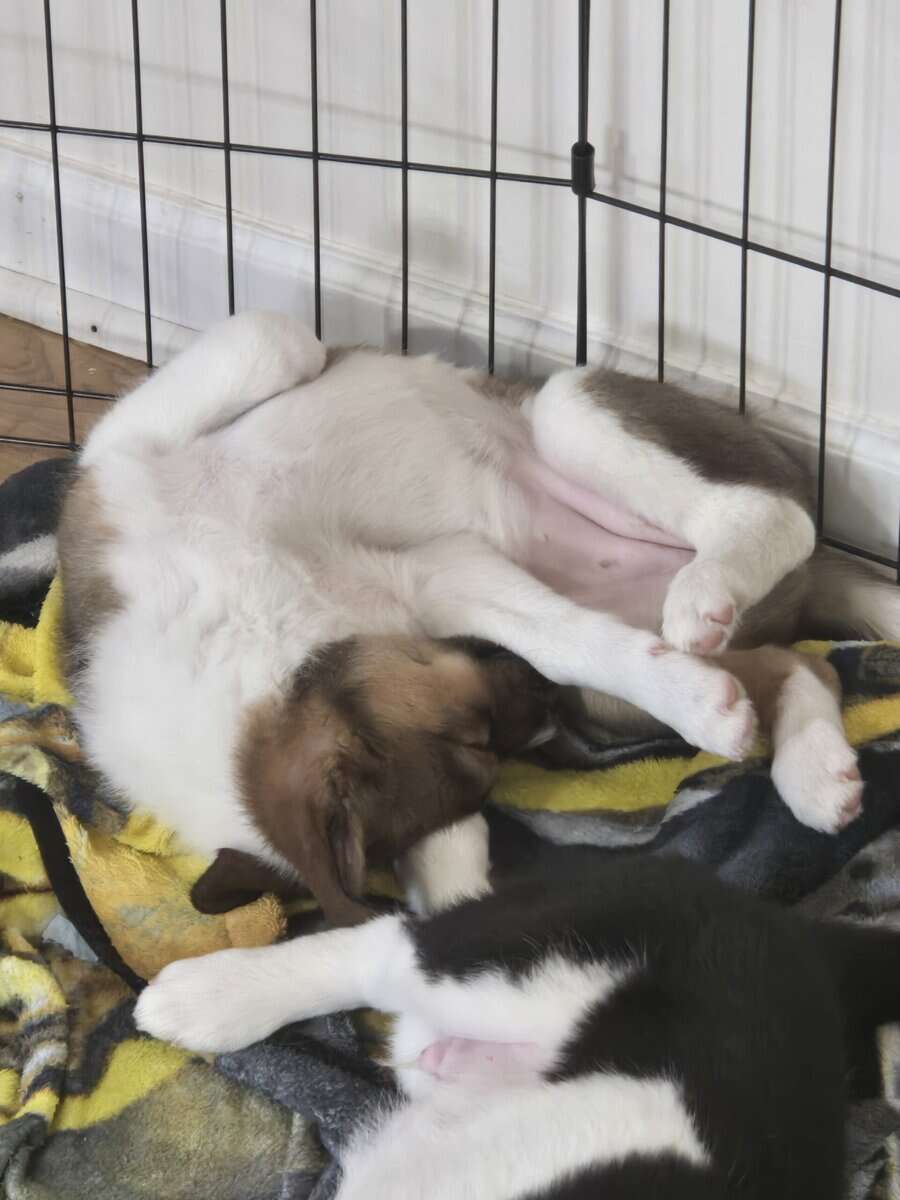 CoCo the Borgi image 2