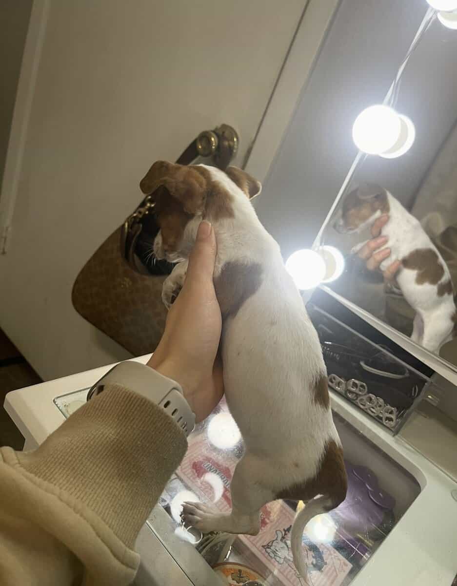Mini Piebald Dachshund image 2