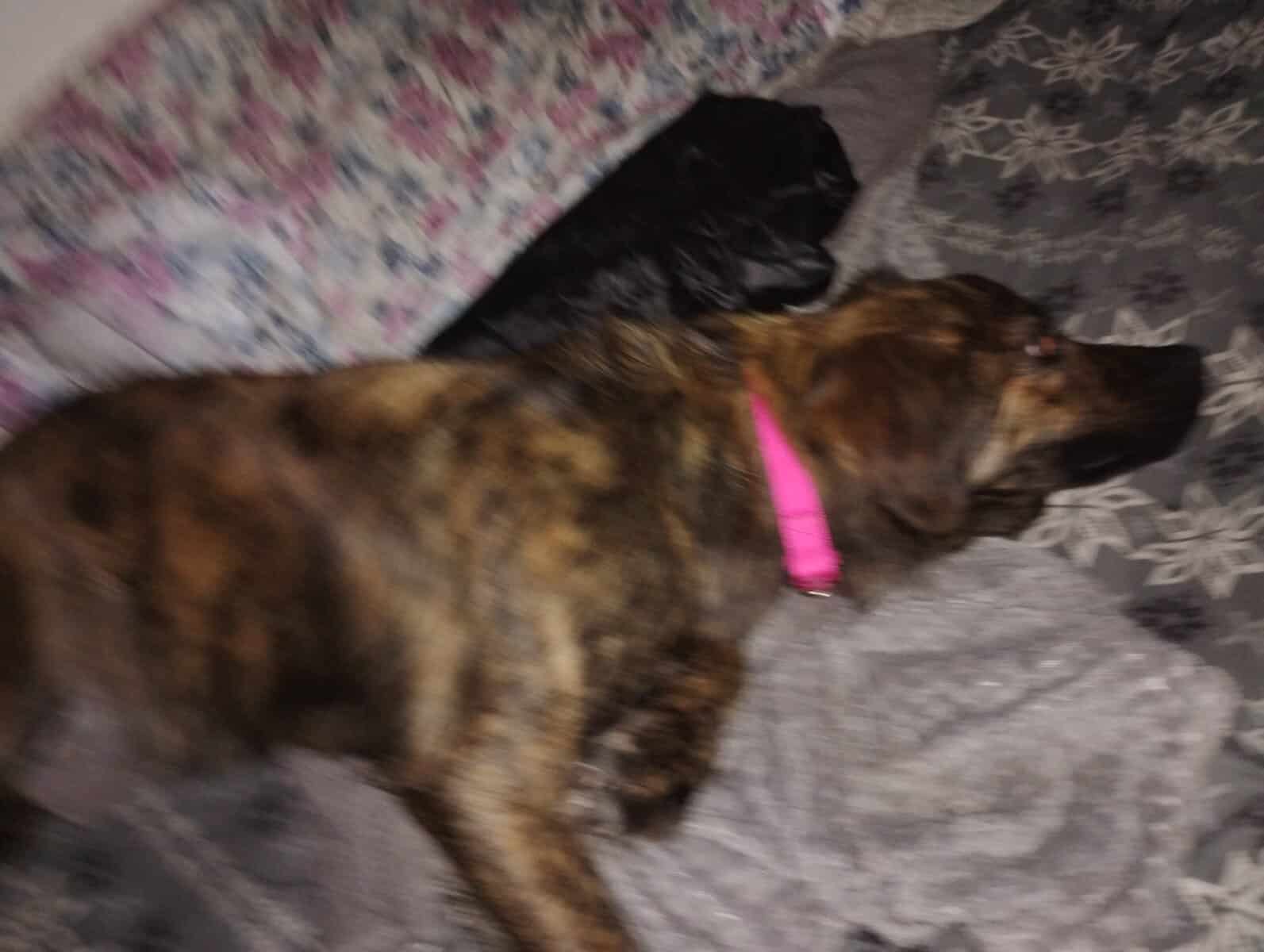Please help her find a home!! image 2