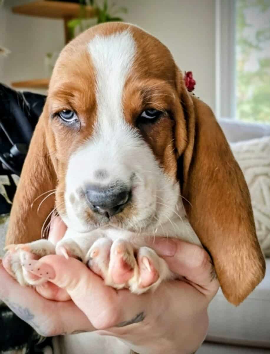 Tank the Basset image 2