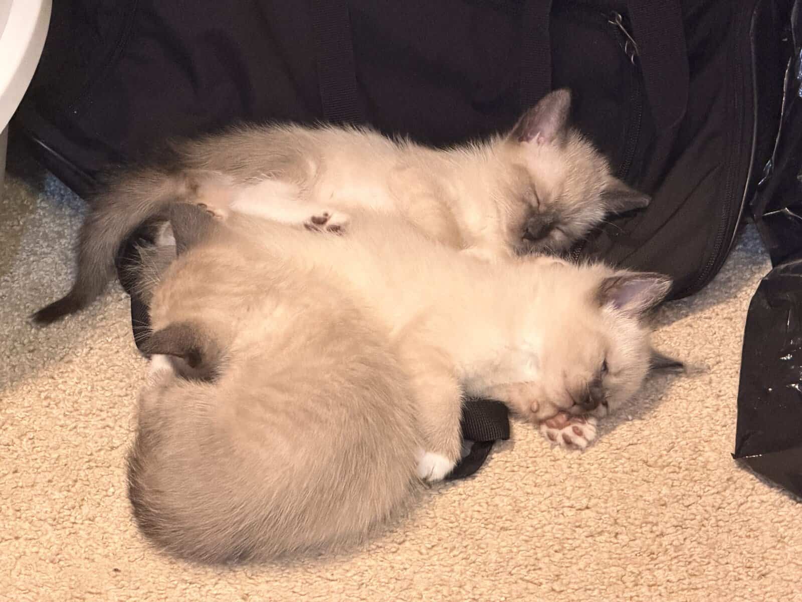 Snowshoe/ Siamese kittens born 12/29! image 4