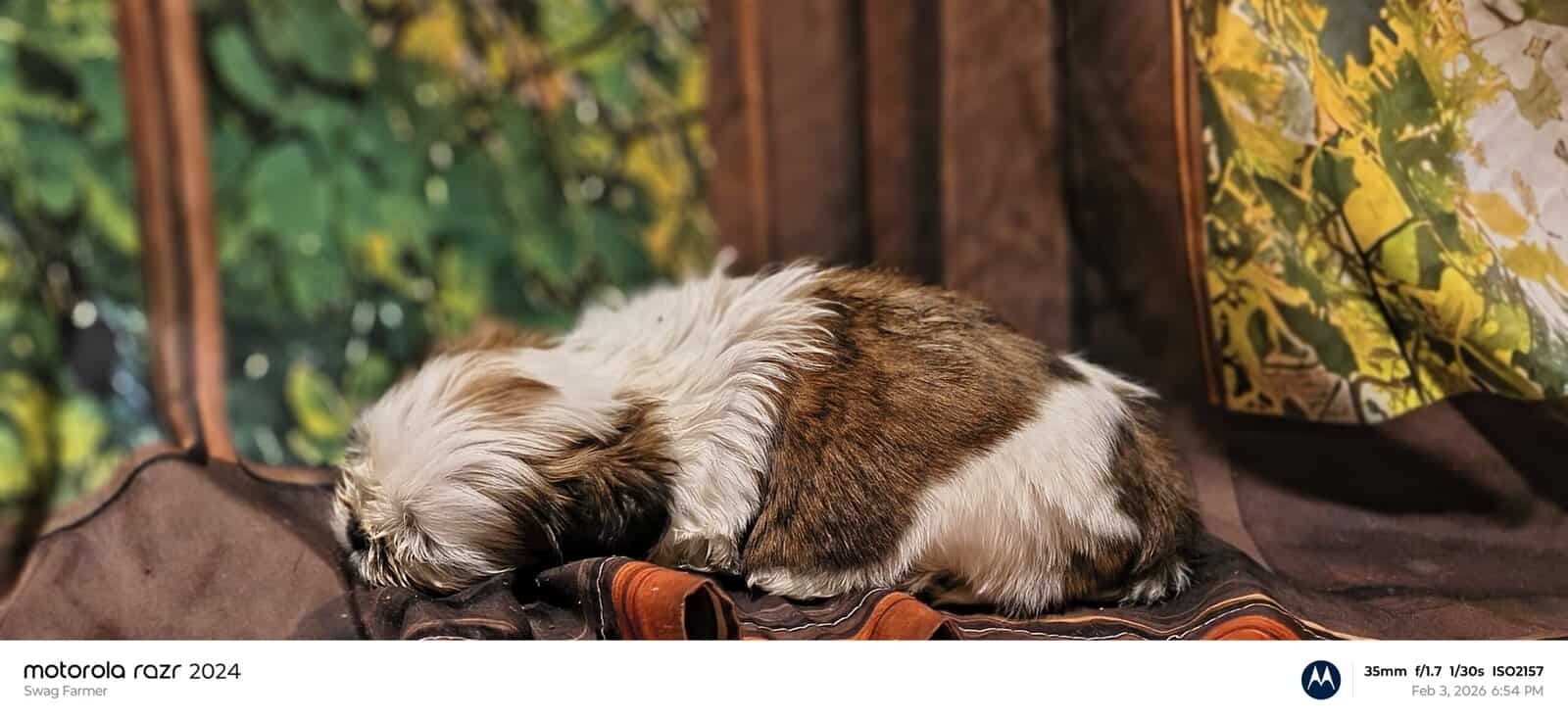 Puppies for loving home image 3