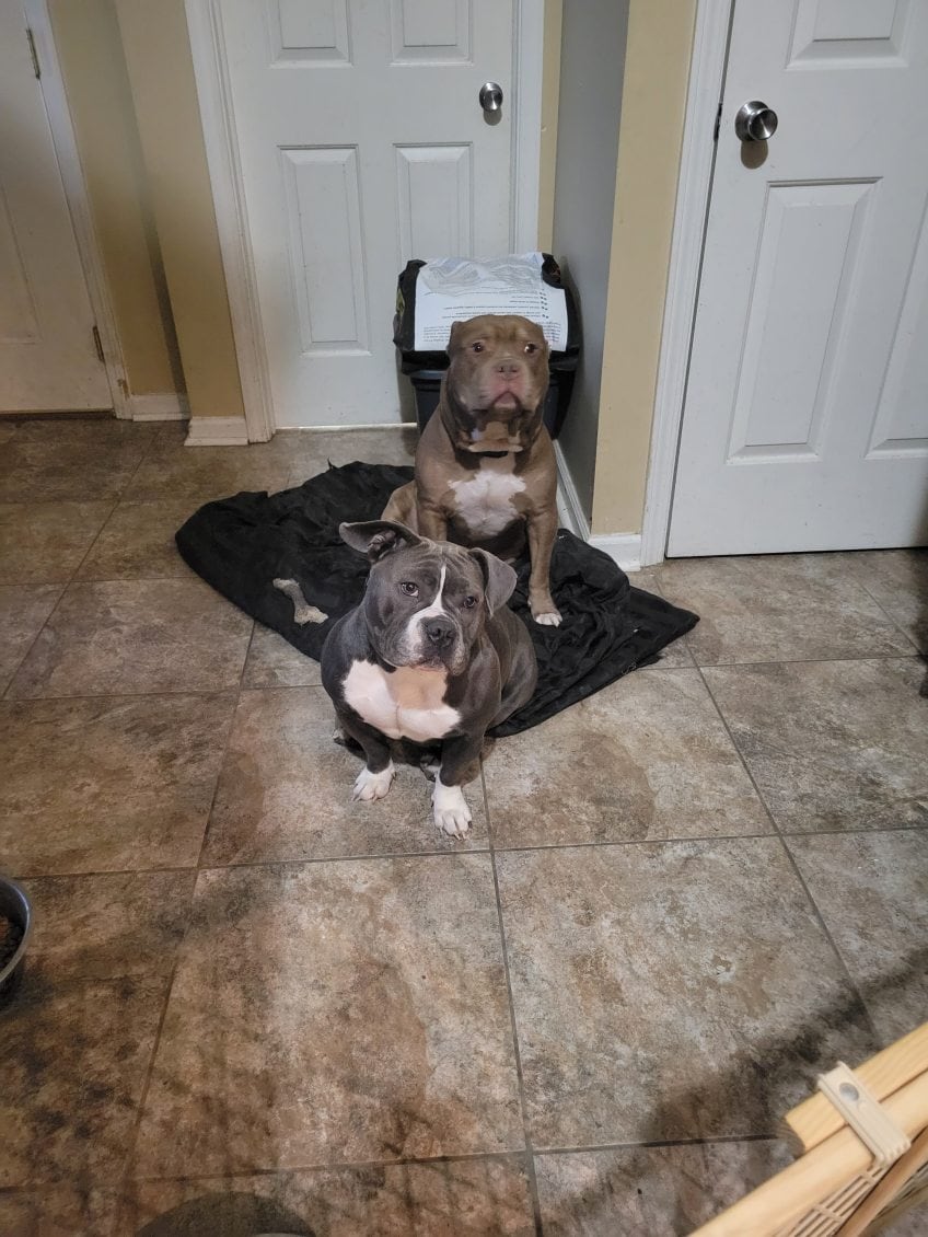 2 loving dogs needing a forever home image 1