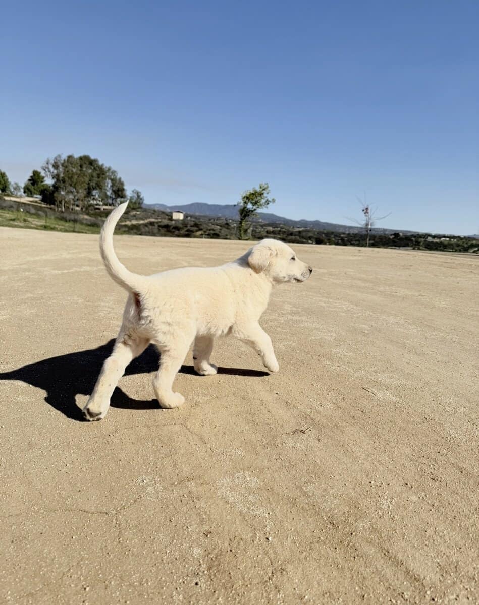 Puppy needs loving home-Great Pyr + Doberman image 5