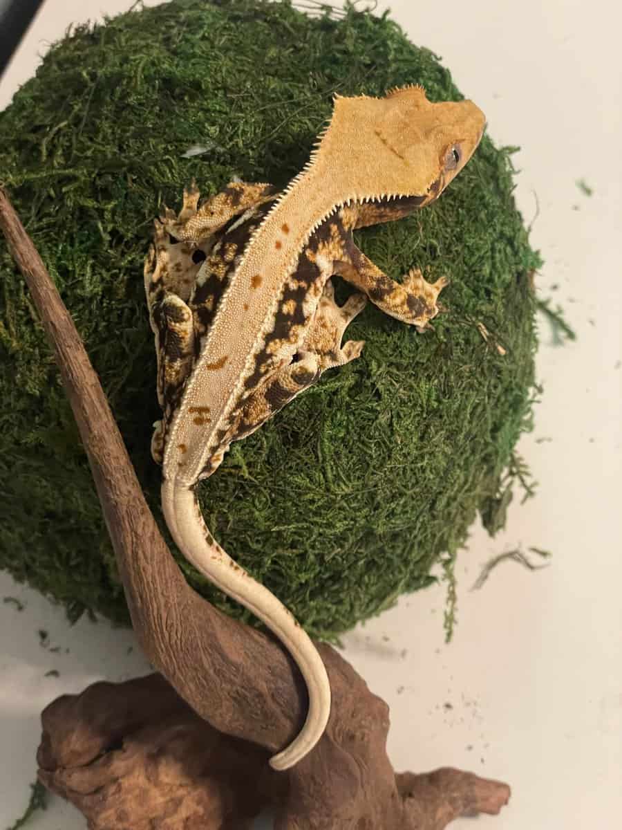 Tricolor lily white male crested gecko image 4