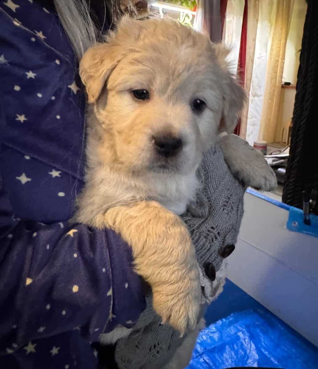 Golden Retriever mix image 3