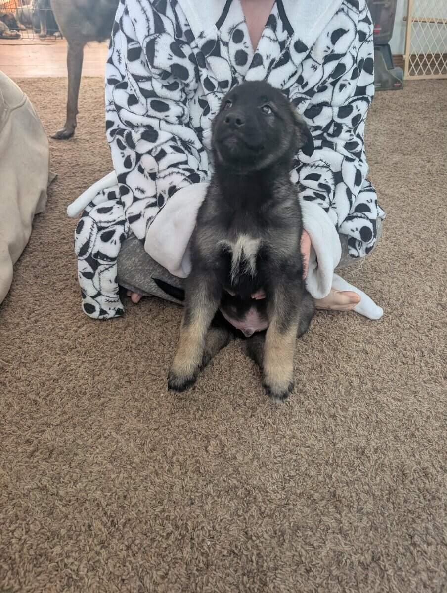 belgium malinois and eastern shepard mix image 4