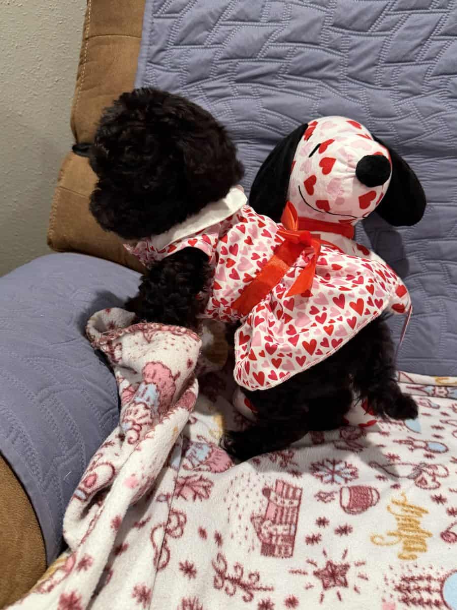 Mini Goldendoodles image 7
